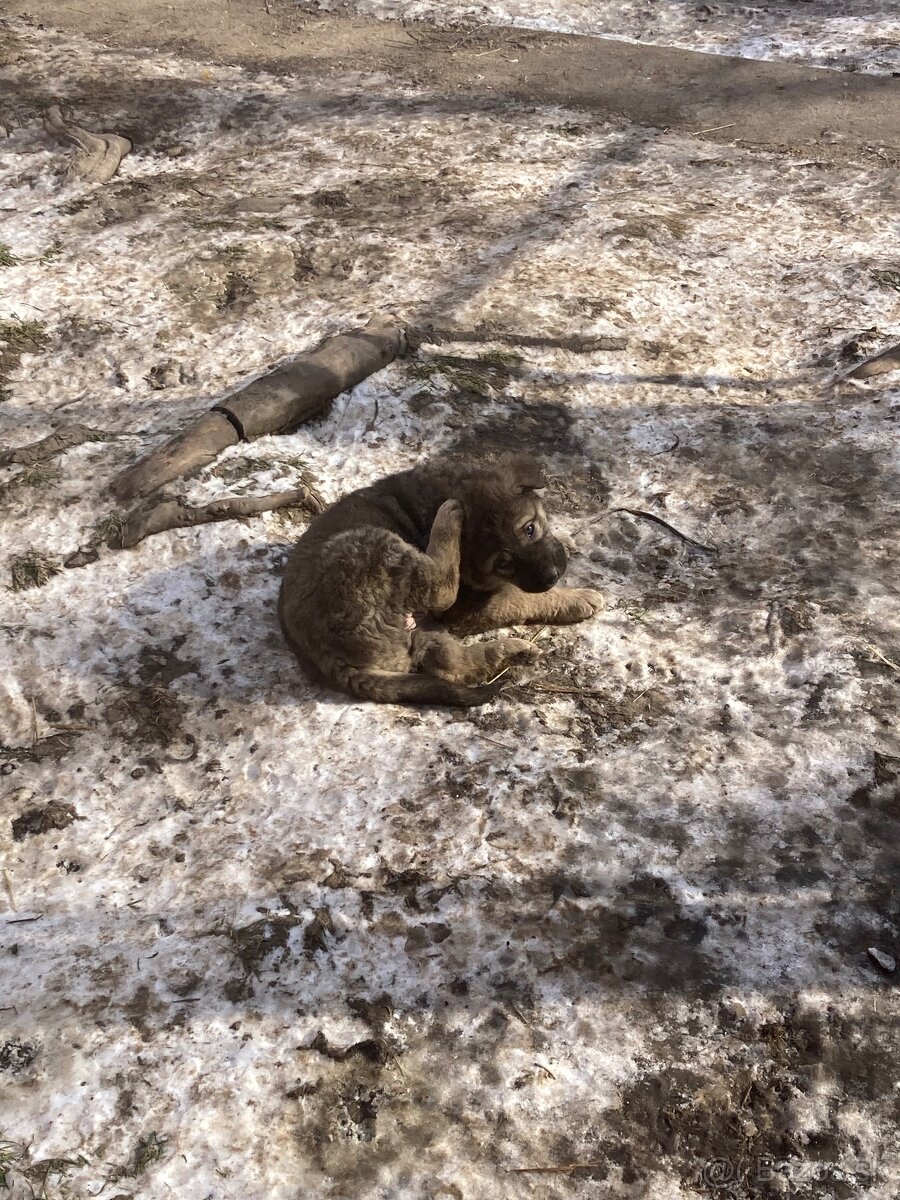 Predám šteniatka - 5