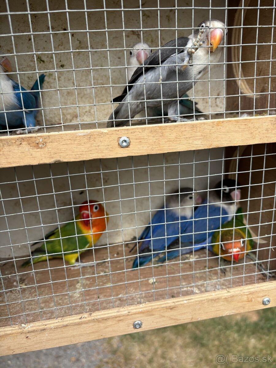 Agapornis fišer - 5