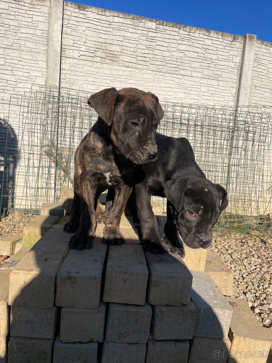 Americký bandog - 5