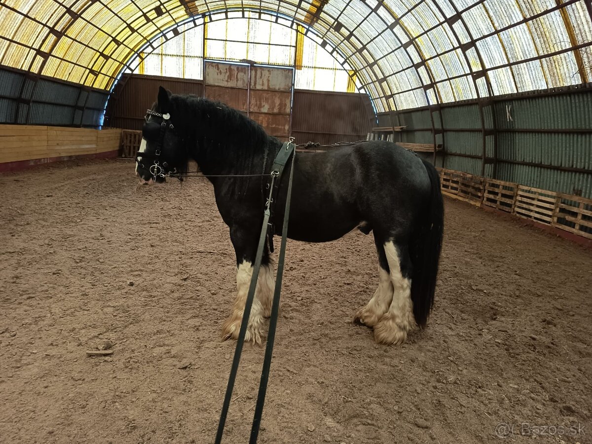 Pripúšťanie Írsky Cob - 5