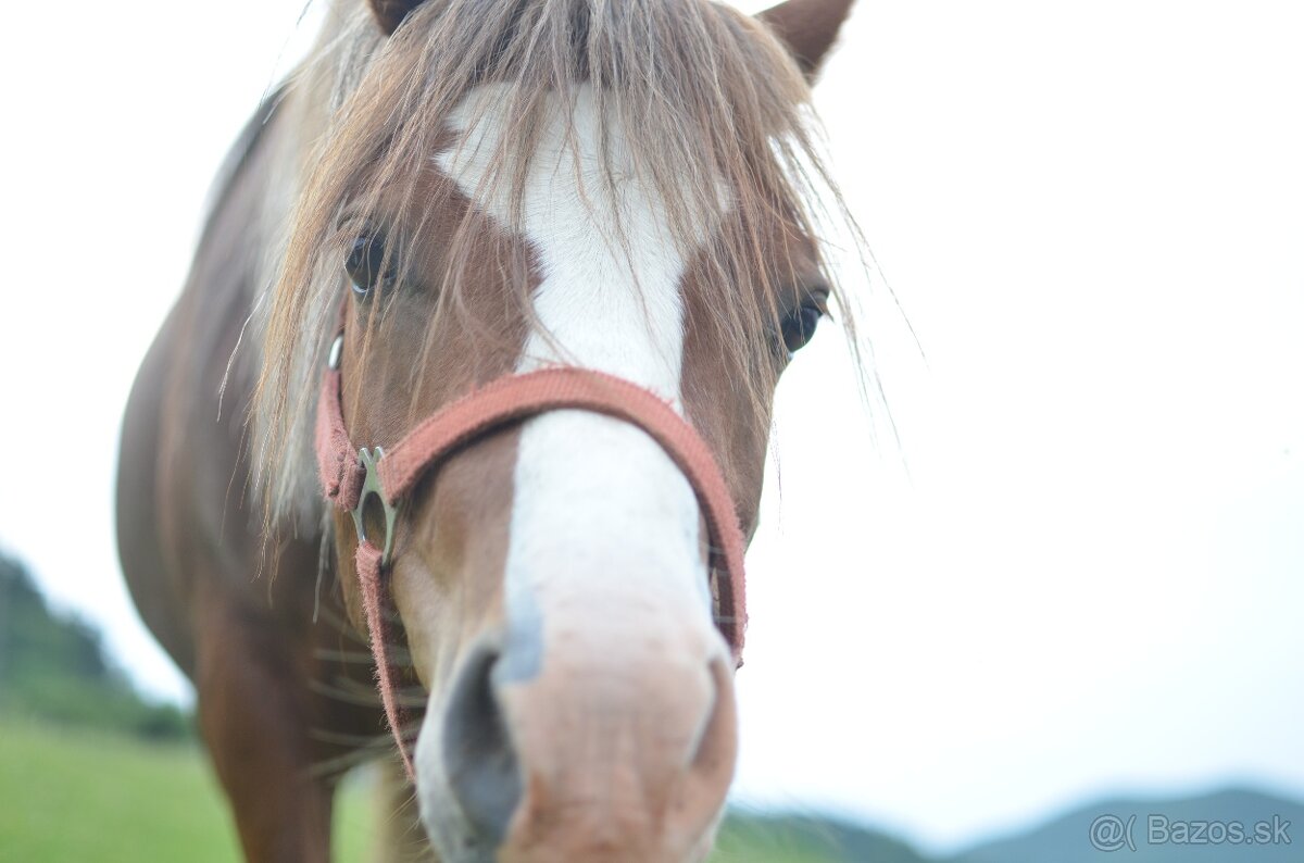 LUKA - welsh x arab - 5