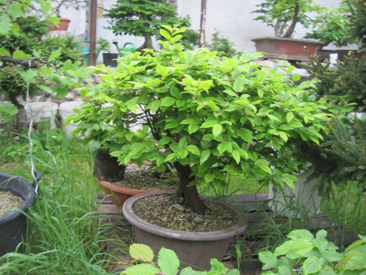 bonsai,bonsaj-hrab 12 - 5