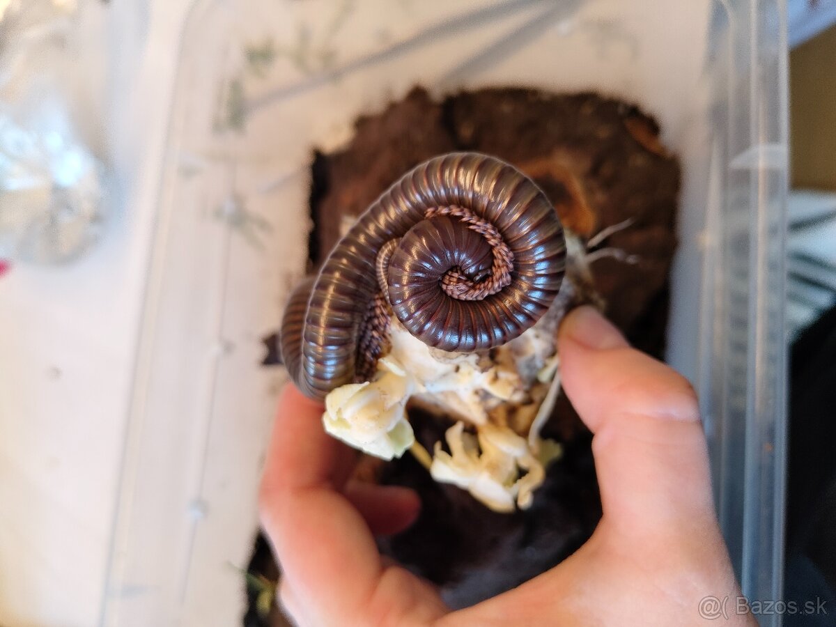 Mnohonožka Telodeinopus aoutii - 5