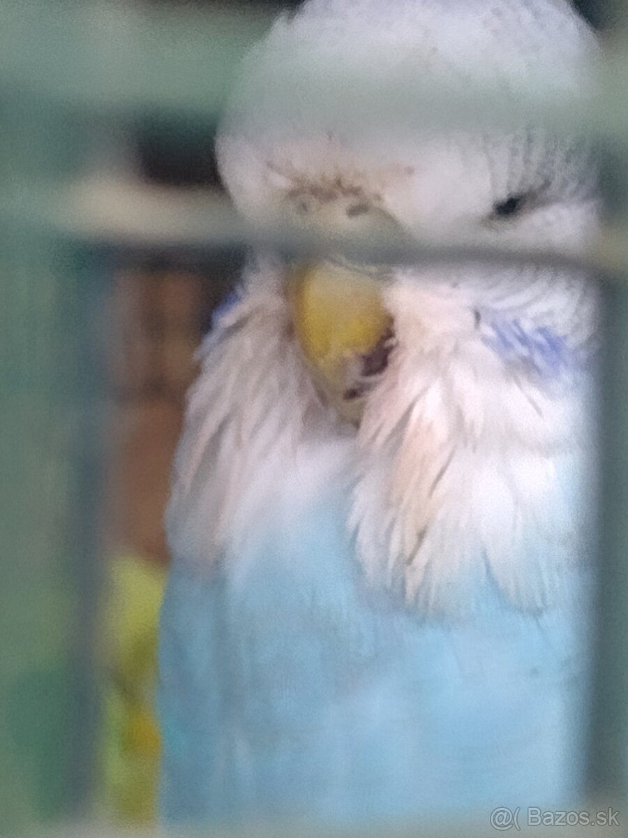 Výstavné andulky - 5