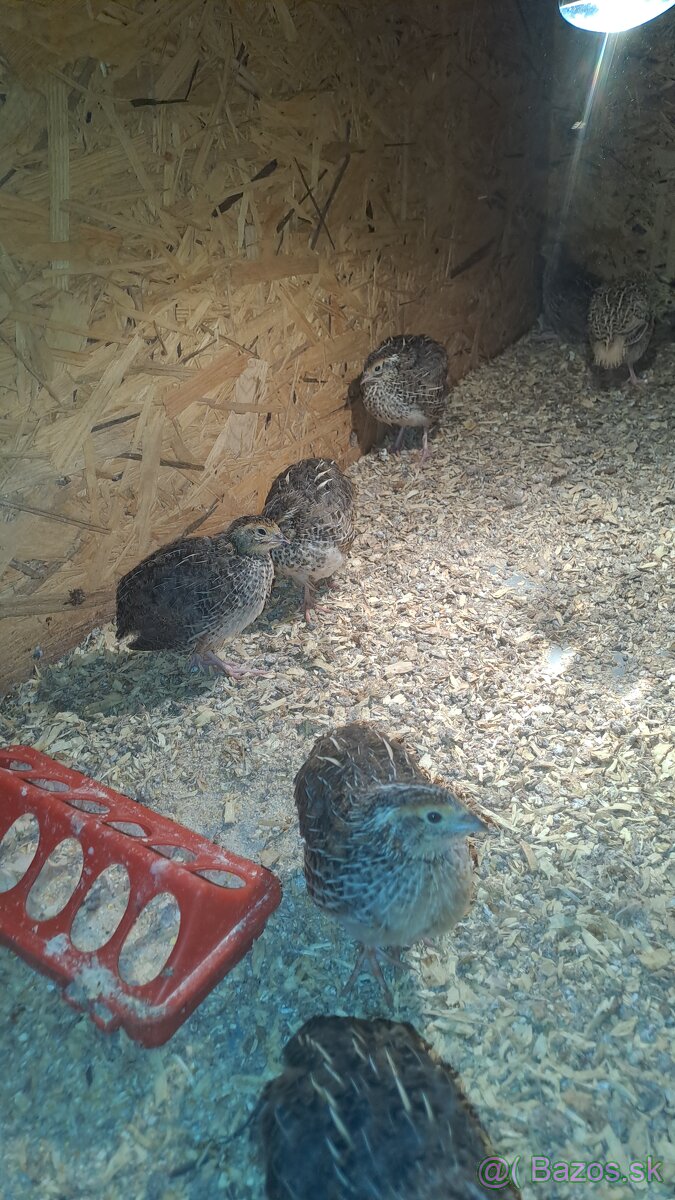 Kohuty Faraon Jumbo - 5