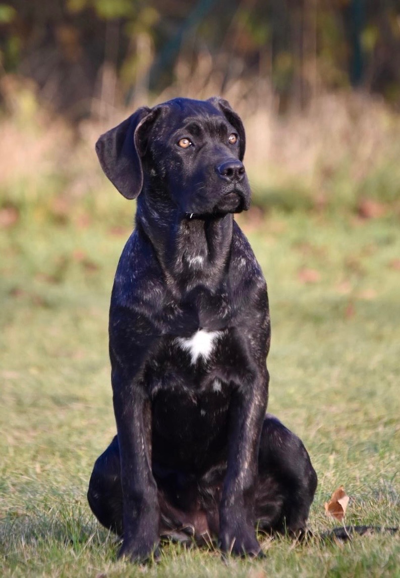 Cane Corso s PP - 5