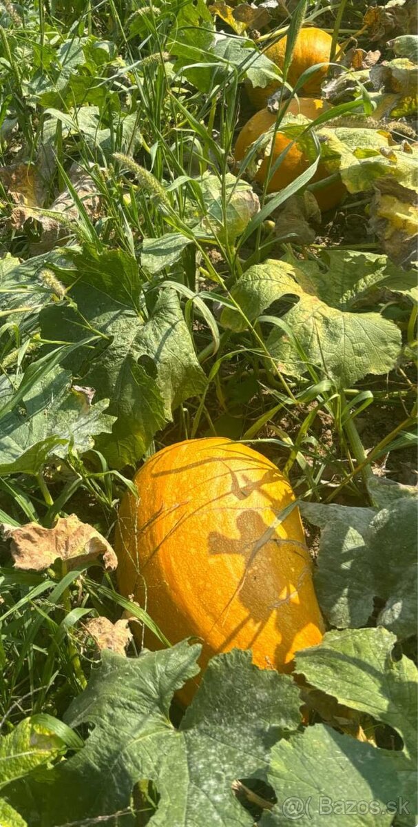 Bio tekvicové jadierka ručne vyberané - 5