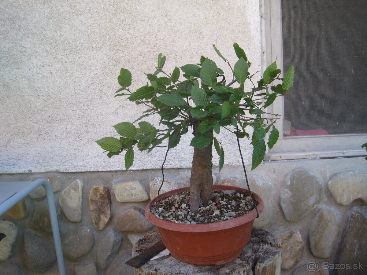bonsai,bonsaj-hrab 4 - 5