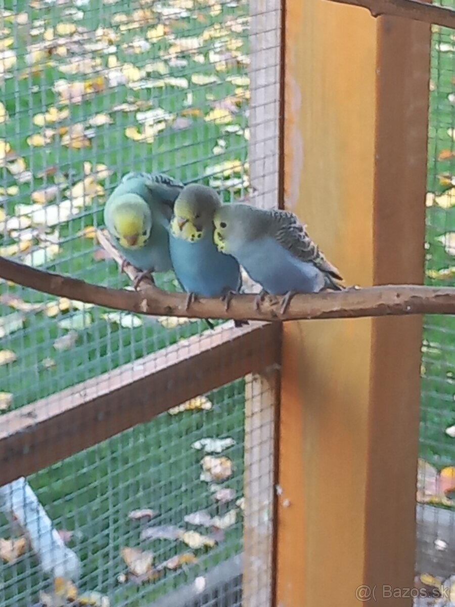 Andulka - Papagájec vlnkovaný - 5