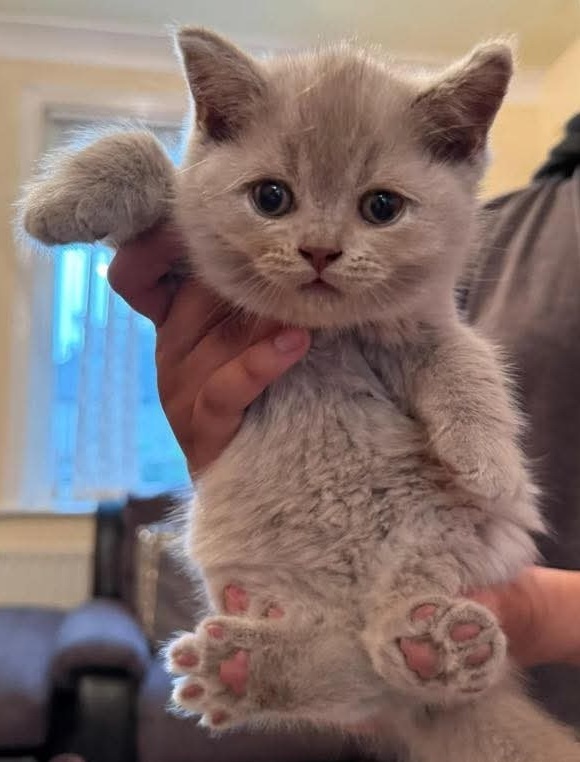 Britské mačiatka s PP - 5