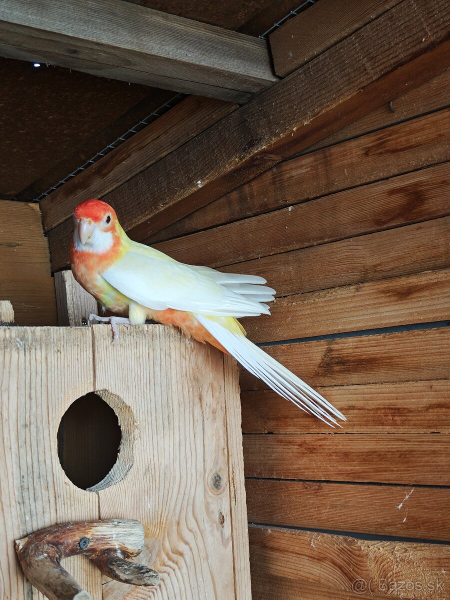 Rozela penant orange-albino - 5