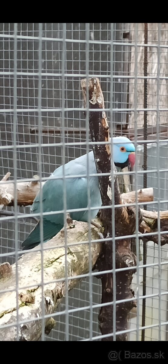 Alexander Malý, - 5