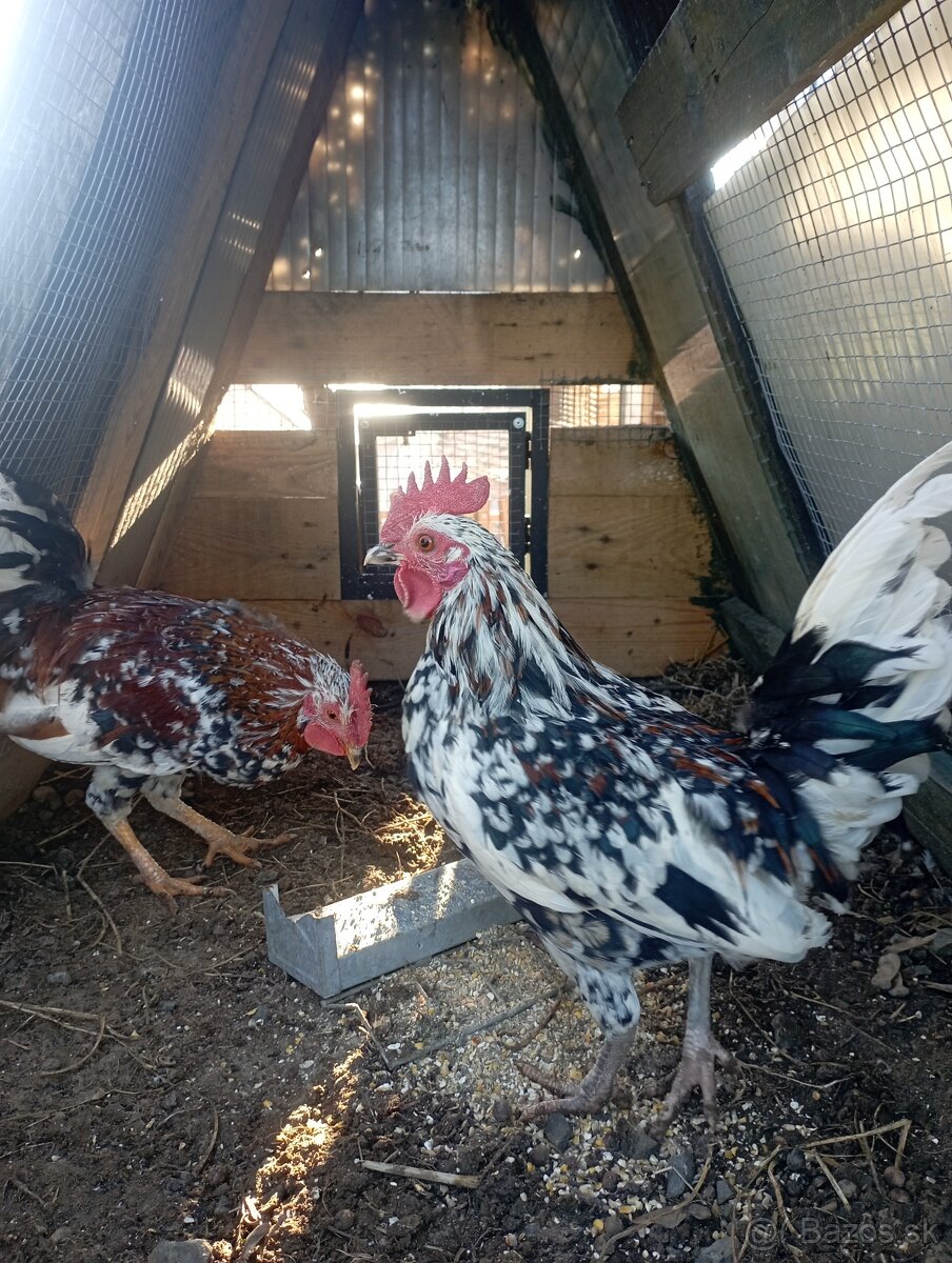 Kohútikovia liliputky - 5