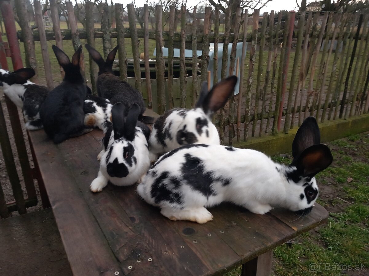 Predám králiky . - 5