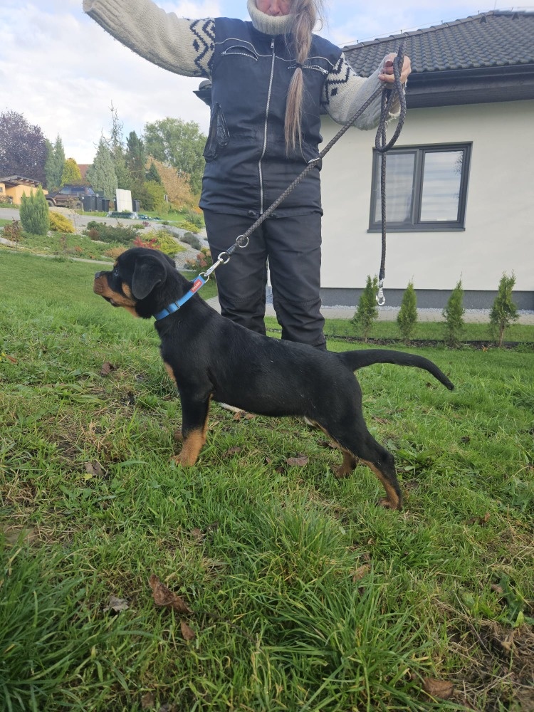 šteniatka rotvajlera - 5