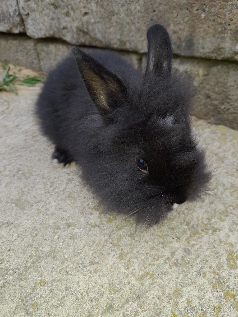 Zakrsle zajaciky - 5