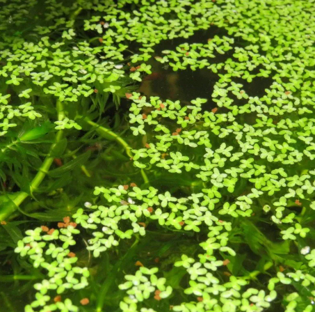 Živé krmivo a rastliny pre úkryt poteru - 5