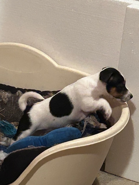 Jack Russel teriér - 5