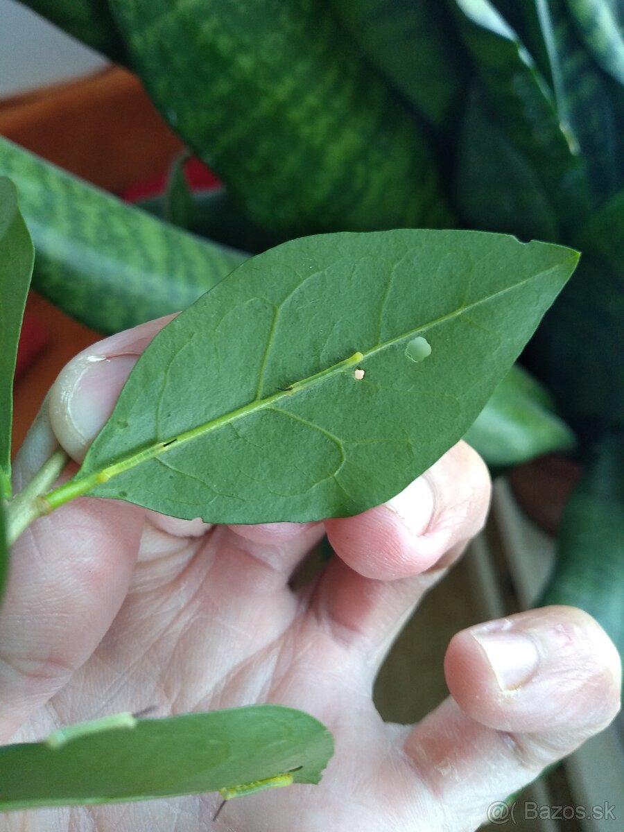 Acherontia atropos - 5