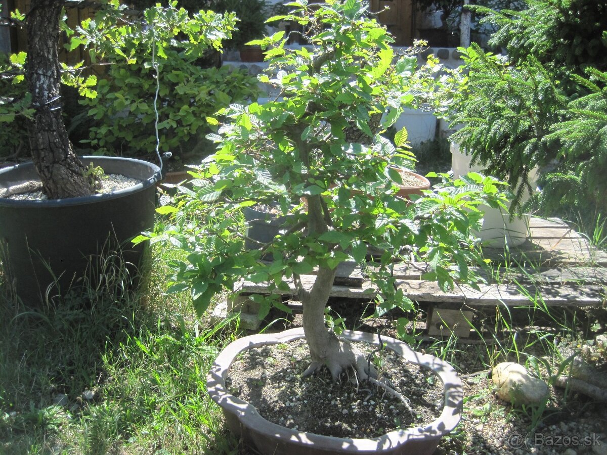bonsai,bonsaj-hrab 16 - 5