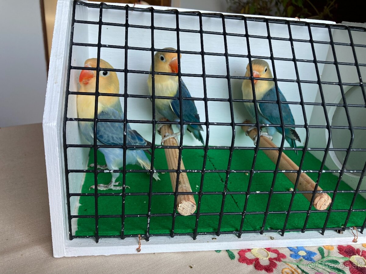 Agapornis fischeri - 5