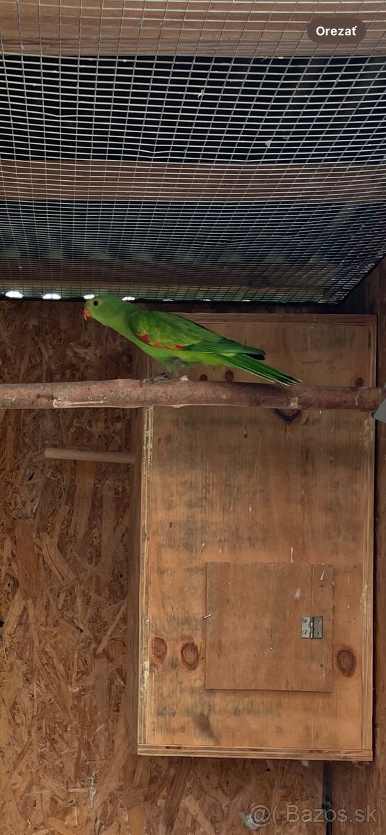 Papagáj Červenokrídly - 5