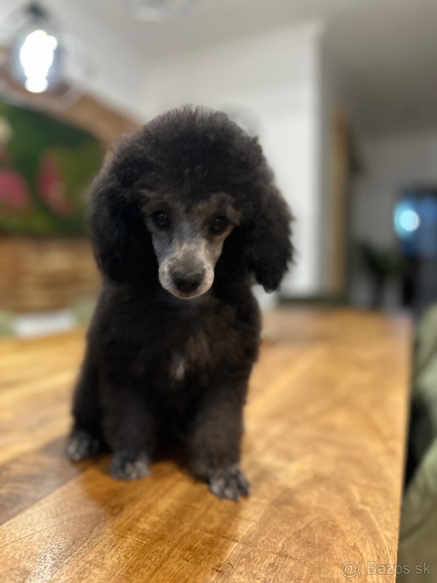 pudel,pudlík,pudlíček - 5