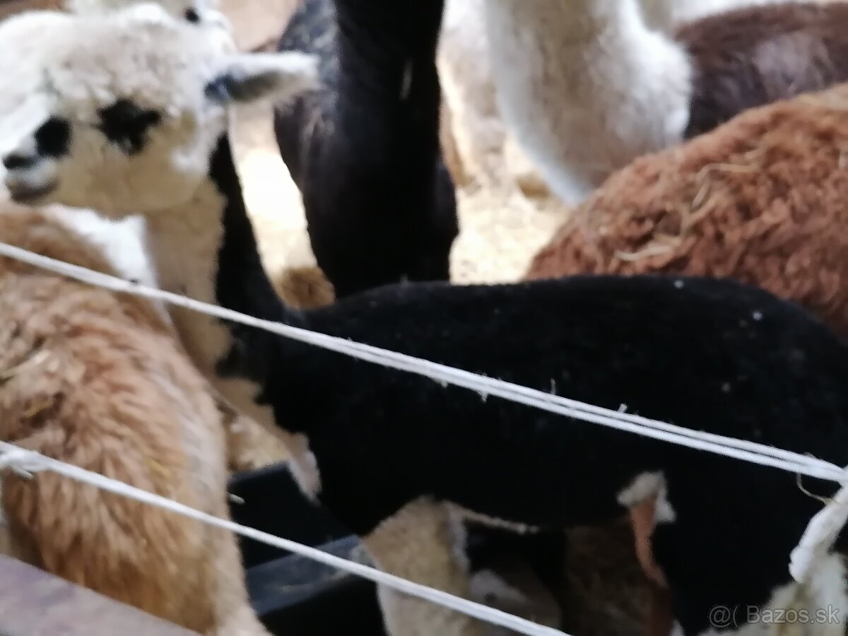 Alpaca purebreed females and males - 5