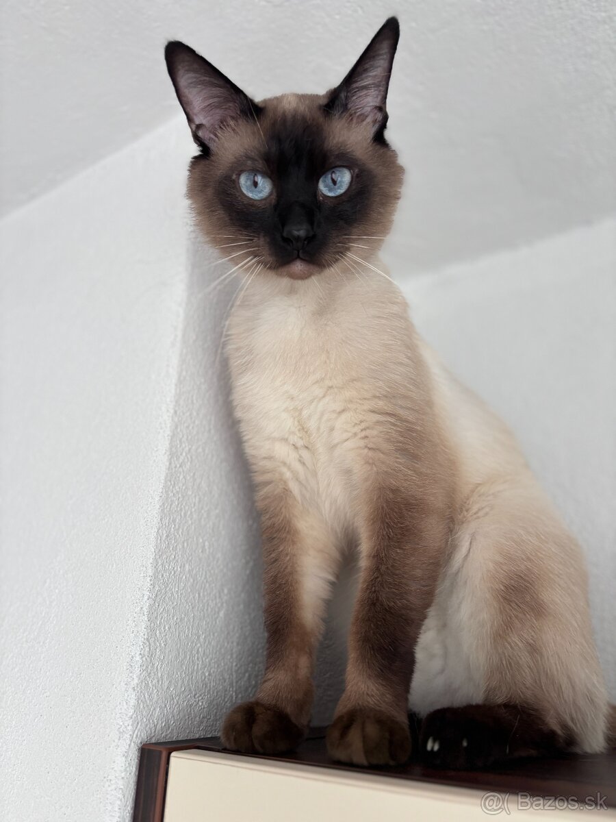 Siamsky kocur-krytie - 5