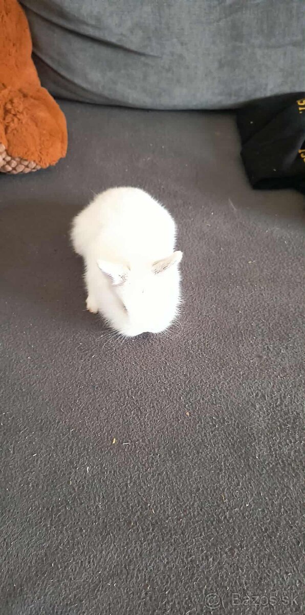 Zakrslý zajačik - 5