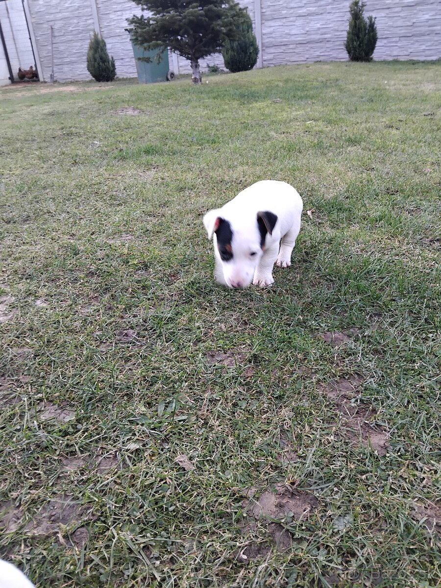 Predám šteňatá Jack Russel Terier - 5