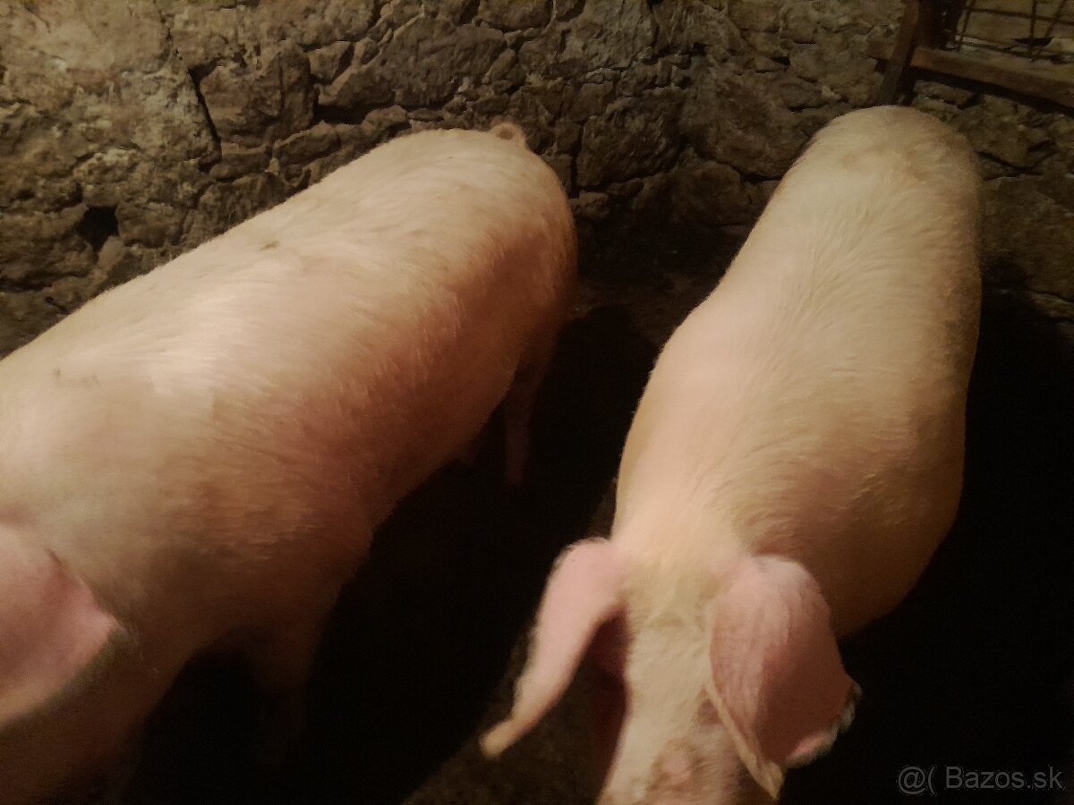 Predam ošipanu . Krmnika - 5