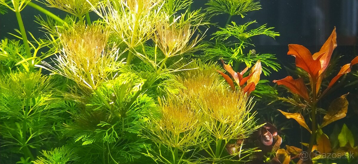 Low Tech akvárium s krevetkami - 5