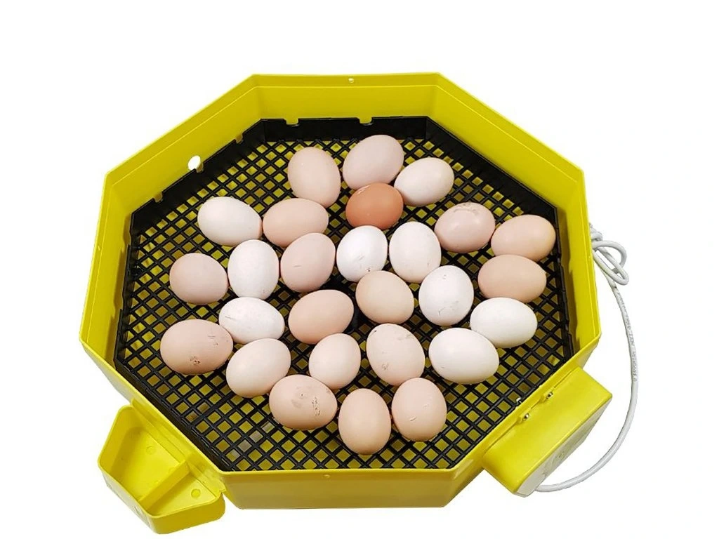 Automatická Liaheň na vajcia CLEO 5 DTH AUTOMATIC - 5