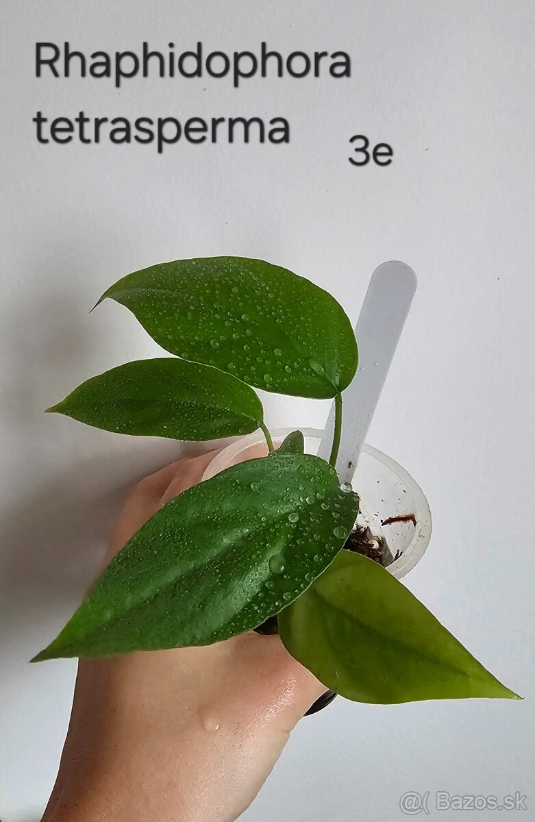 Rhaphidophory - rôzne druhy - 5