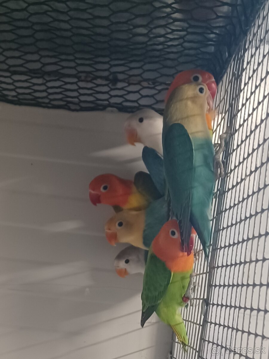 Agapornis fischeri - 5