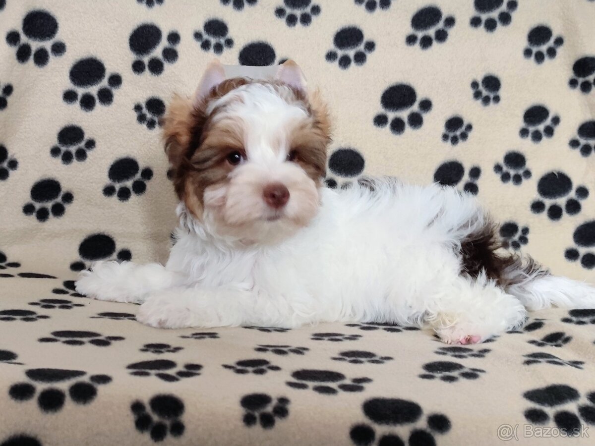 Yorkshire terrier - 5