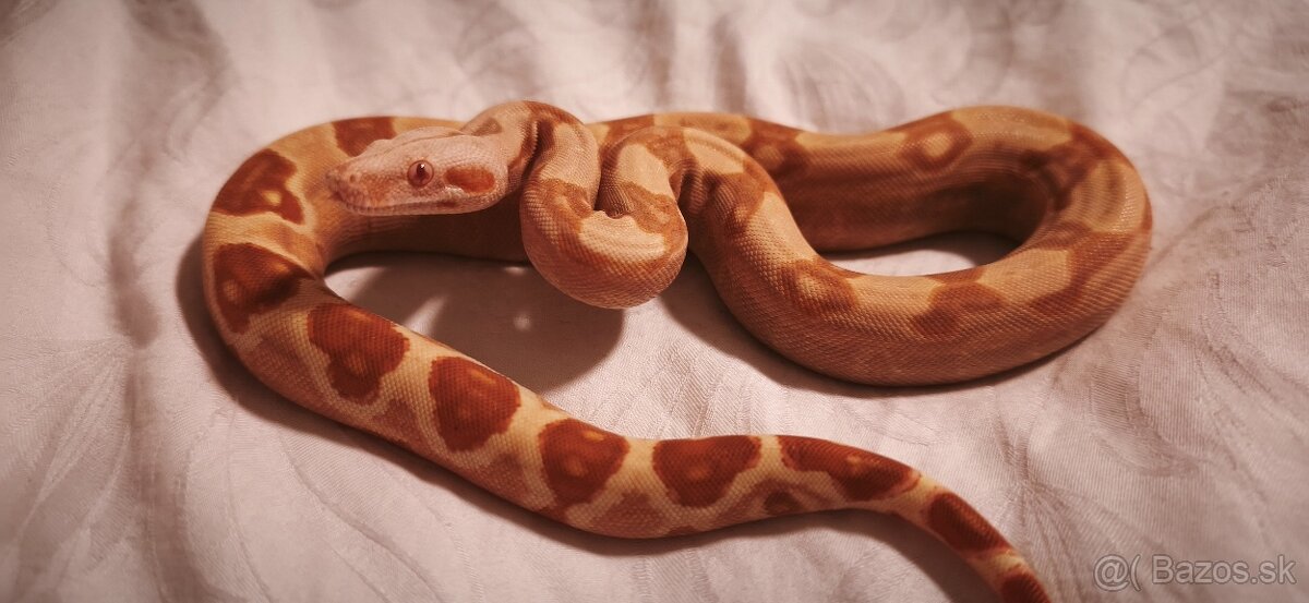 Velhad kralovsky sunglow - 5