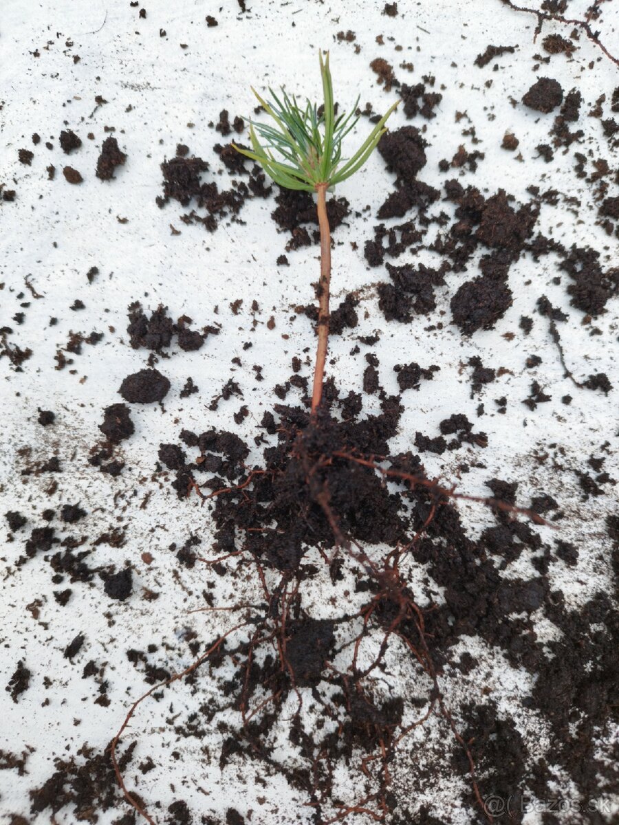 Céder sibírsky (pinus siberica) - 5