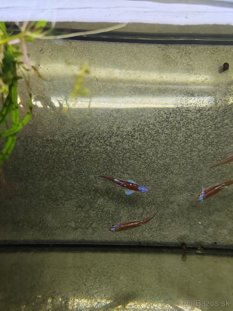 Jalcek dúhový - vhodný aj do jazierka - 5