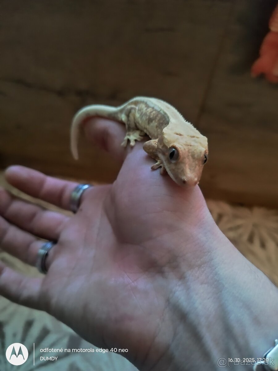 Pagekón riasnaty / Gekončik čínsky (Goniurosaurus hainanensi - 5