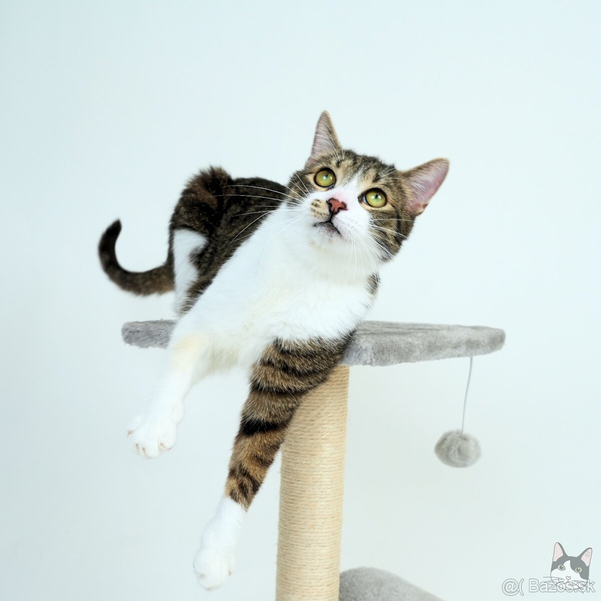 Kocúrik ERVIN hľadá domov - 5