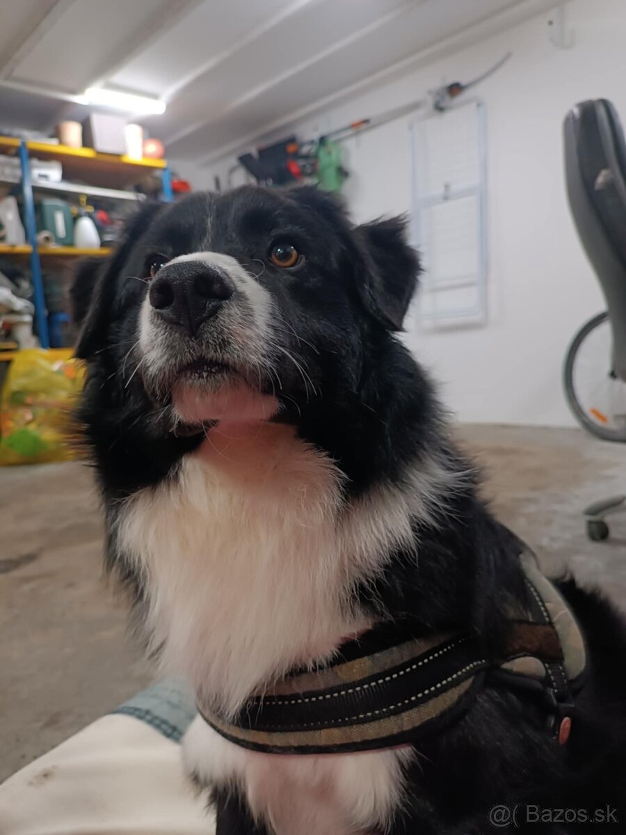 Psík, hľadá domov - 5