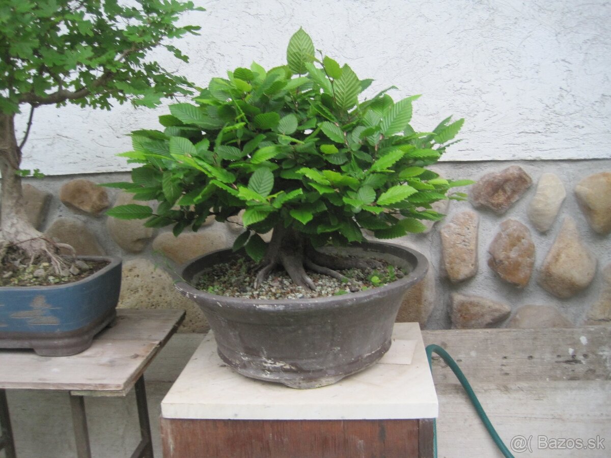 bonsai,bonsaj-hrab 11 - 5