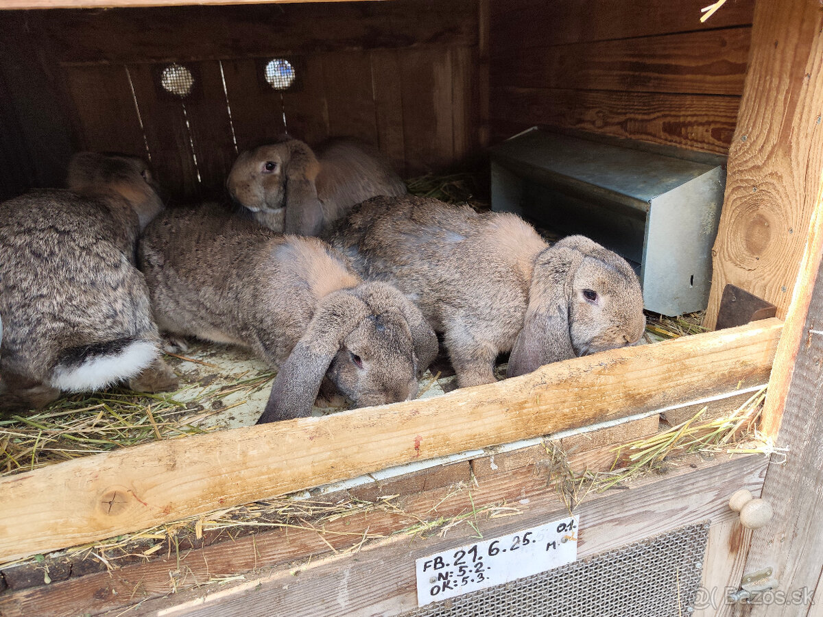 Predám francúzskych baranov - 5