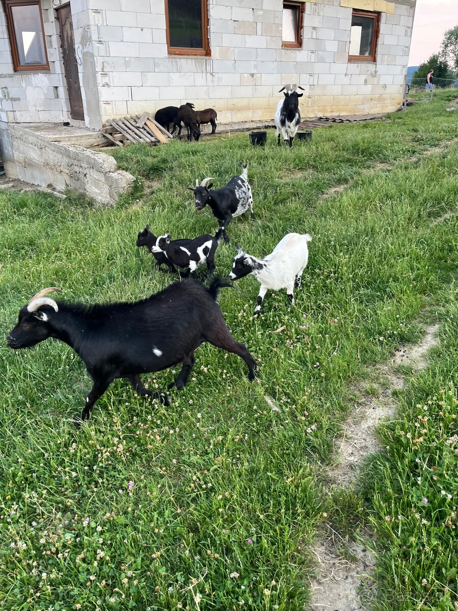 Mini kozy - 5
