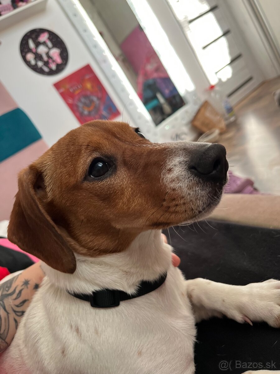 Stráženie psov, iných zvierat - 5