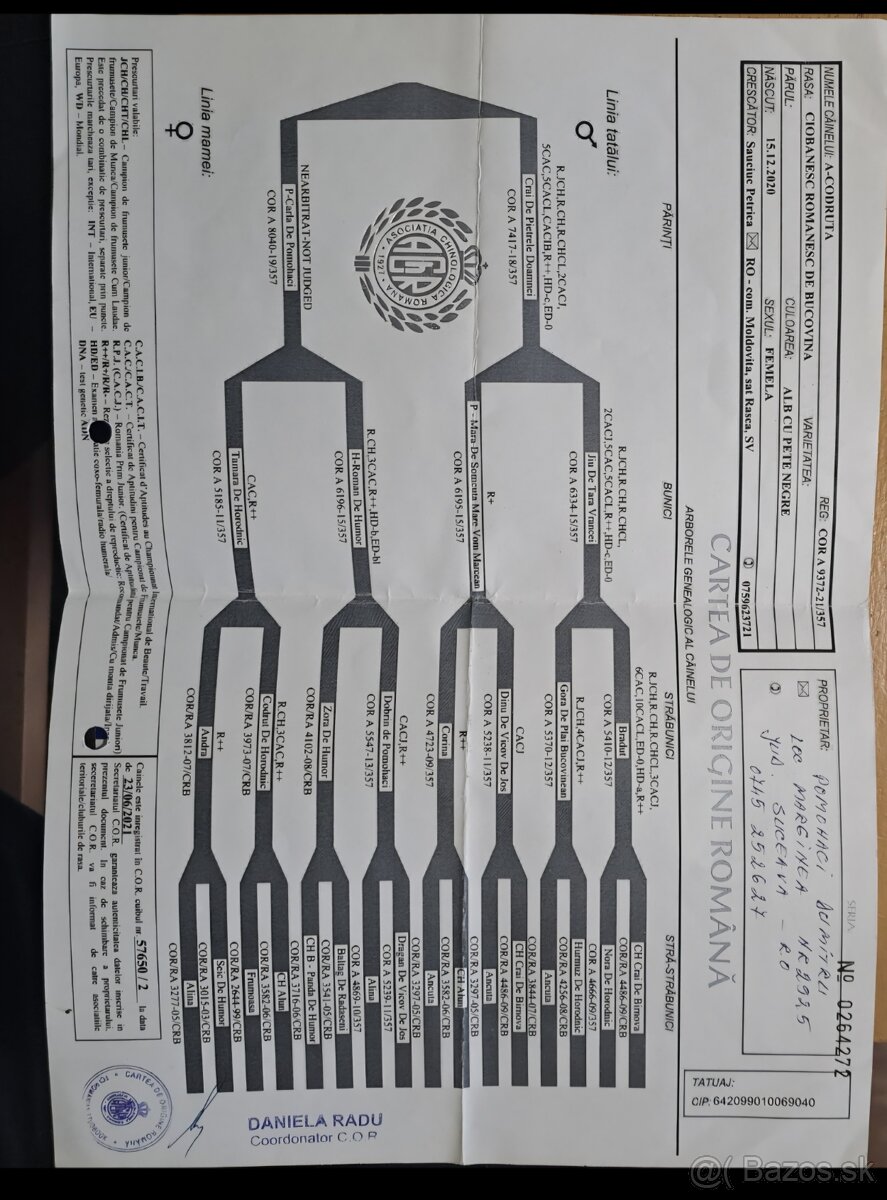 Rumunsky ovciak, Bukovina - 5