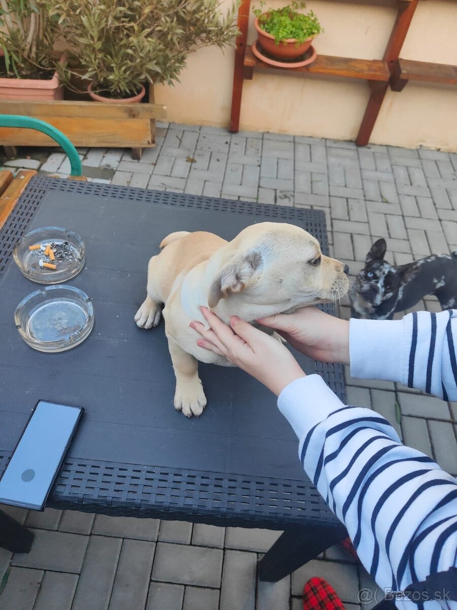 Darujem steniatko - 5