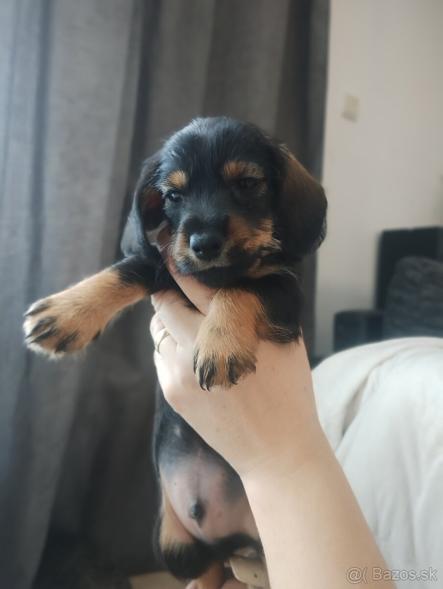 Predaj jazvečík - 5